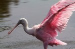 Spoonbill Bathing