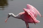 Spoonbill Bathing