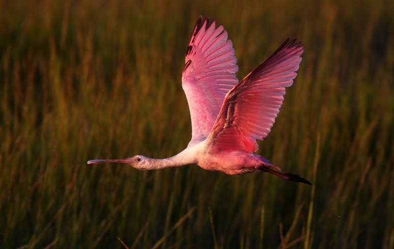 Spoonbill Evening Flight