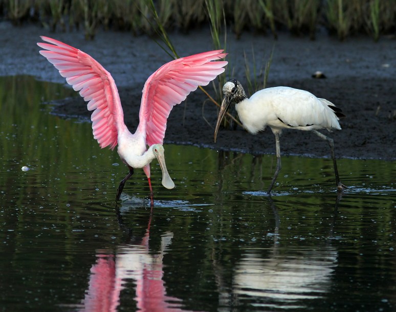 Spoonbill Evening in the Marsh