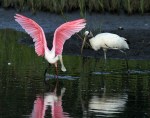 Spoonbill Evening in the&nbsp;Marsh