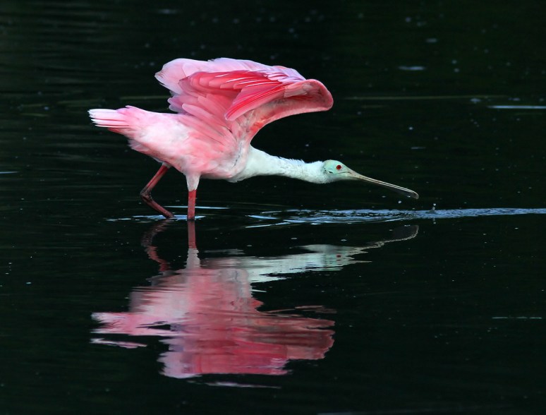 Spoonbill Evening in the Marsh