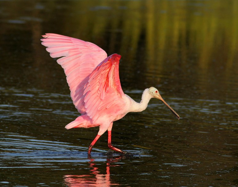 Spoonbill Evening in the Marsh