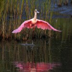Spoonbill Evening in the&nbsp;Marsh