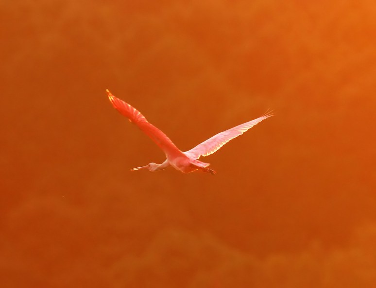 Spoonbill Evening in the Marsh