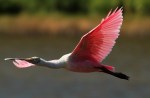 Spoonbill Flight From Marsh&nbsp;Pond