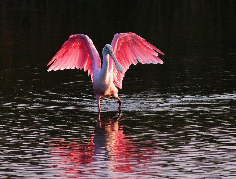 Spoonbill in Marsh Pond at Sunset 