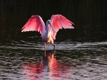 Spoonbill in Marsh Pond at&nbsp;Sunset
