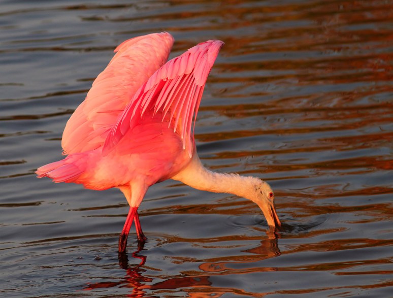 Spoonbill in Marsh Pond at Sunset 