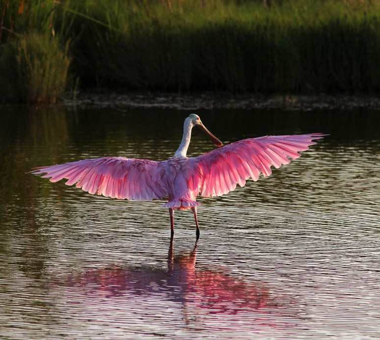 Spoonbill in Marsh Pond at Sunset 