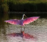 Spoonbill in Marsh Pond at&nbsp;Sunset