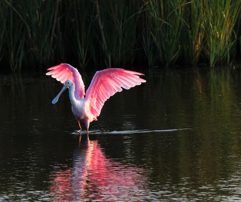 Spoonbill in Marsh Pond at Sunset 
