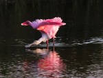 Spoonbill in Marsh Pond at&nbsp;Sunset