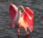 Spoonbill in Marsh Pond at&nbsp;Sunset