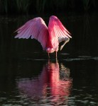 Spoonbill in Marsh Pond at&nbsp;Sunset