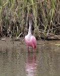 Spoonbill Lands on Tree&nbsp;Stump