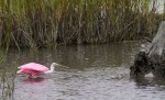 Spoonbill Lands on Tree&nbsp;Stump