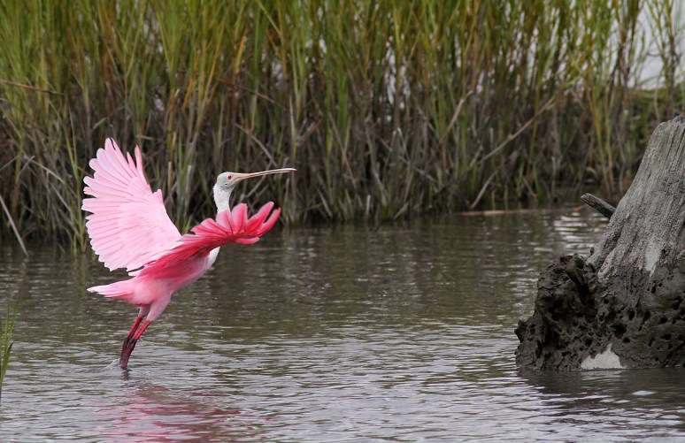 Spoonbill Lands on Tree Stump 