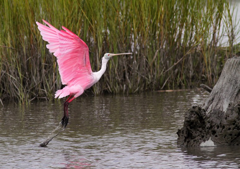 Spoonbill Lands on Tree Stump 