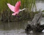 Spoonbill Lands on Tree&nbsp;Stump