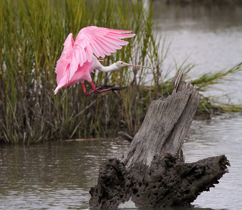 Spoonbill Lands on Tree Stump 