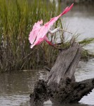 Spoonbill Lands on Tree&nbsp;Stump