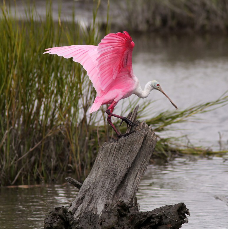 Spoonbill Lands on Tree Stump 