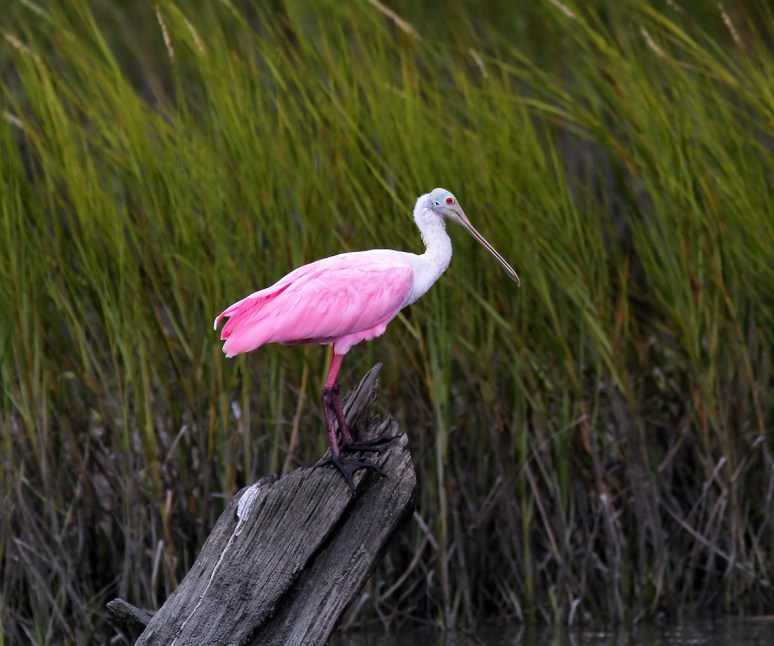 Spoonbill Lands on Tree Stump 