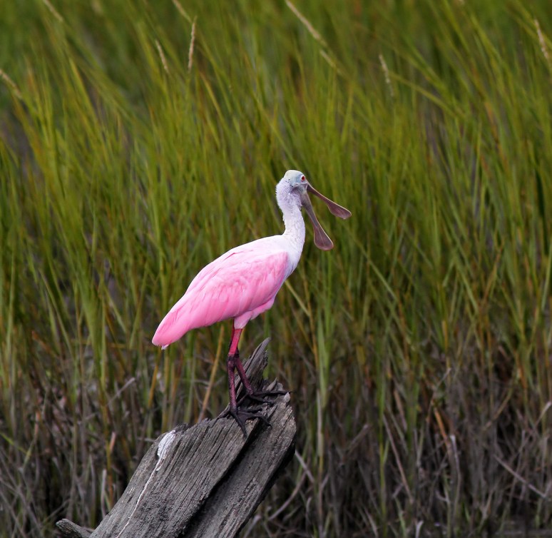 Spoonbill Lands on Tree Stump 