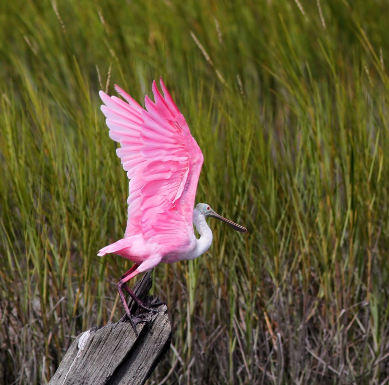 Spoonbill Lands on Tree Stump 