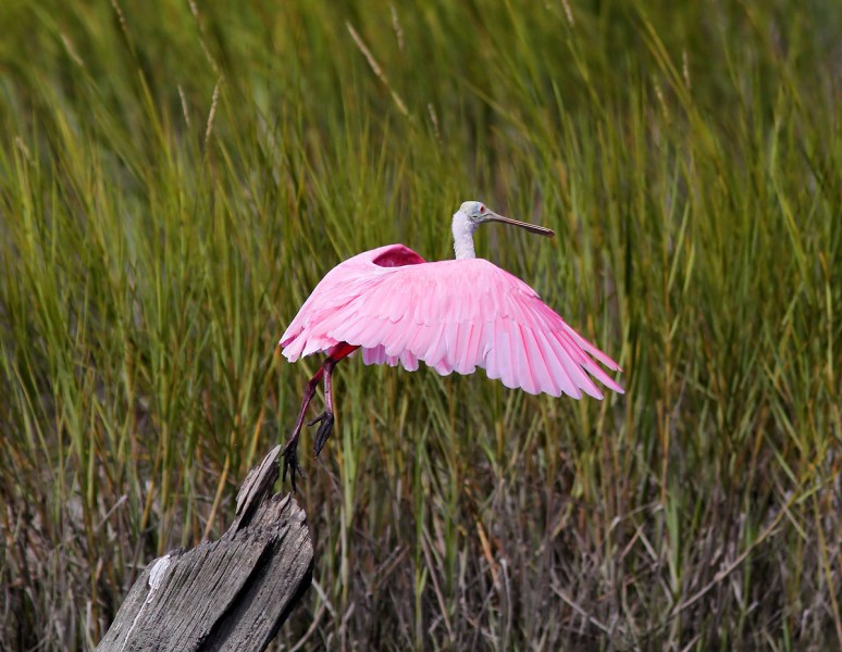 Spoonbill Lands on Tree Stump 