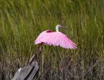 Spoonbill Lands on Tree&nbsp;Stump