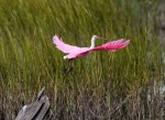 Spoonbill Lands on Tree&nbsp;Stump