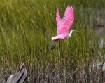 Spoonbill Lands on Tree&nbsp;Stump