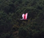 Spoonbill Lands on Tree&nbsp;Stump