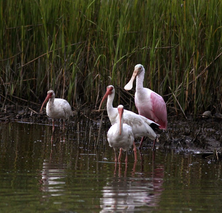 Spoonbill Lifts Offs From Salt Marsh
