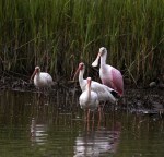 Spoonbill Lifts Offs From Salt&nbsp;Marsh