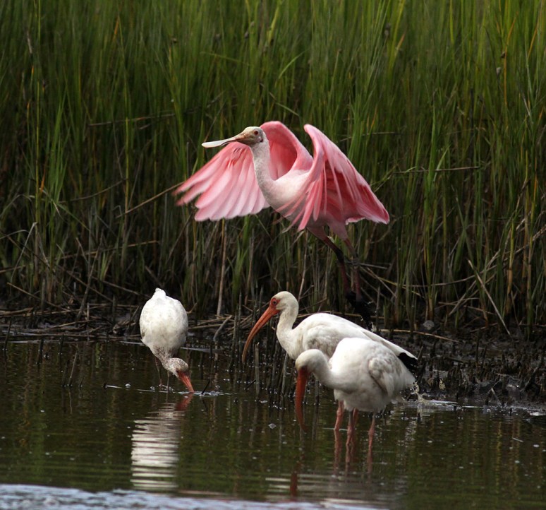 Spoonbill Lifts Offs From Salt Marsh