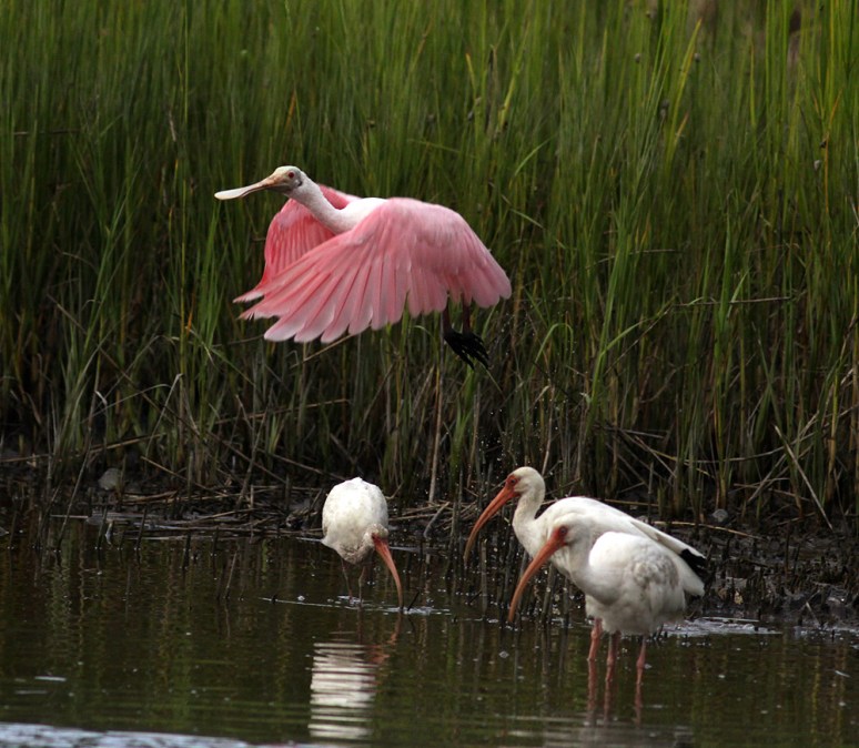 Spoonbill Lifts Offs From Salt Marsh