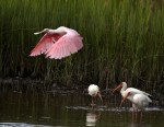 Spoonbill Lifts Offs From Salt&nbsp;Marsh