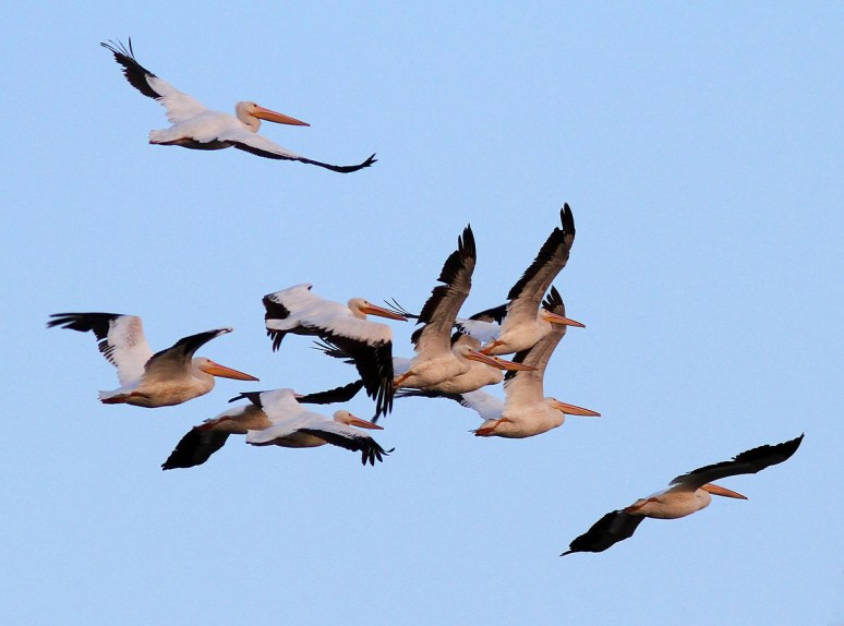 White Pelican Group 