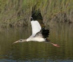 Wood Stork Flight