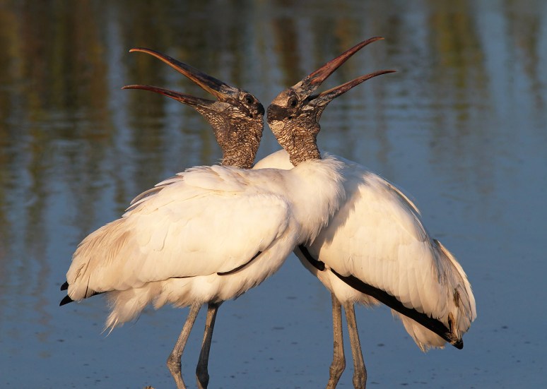 Wood storks In Love 
