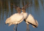 Wood storks In&nbsp;Love