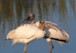 Wood storks In&nbsp;Love