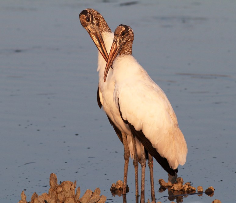 Wood storks In Love 