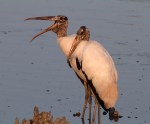 Wood storks In&nbsp;Love