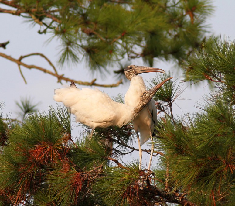 Wood Storks In Love 