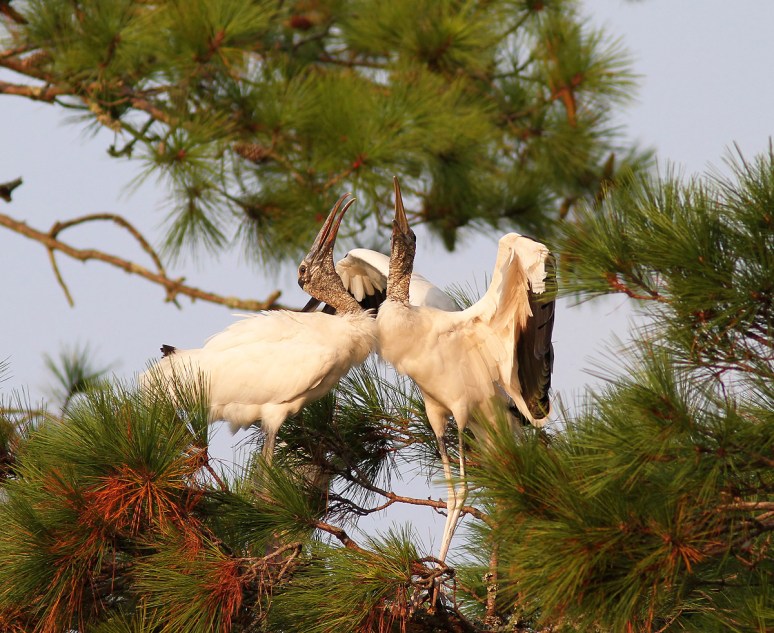 Wood Storks In Love 