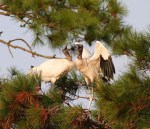 Wood Storks In&nbsp;Love